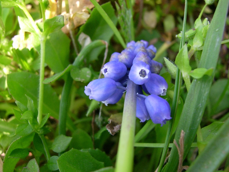 Muscari botryoides
